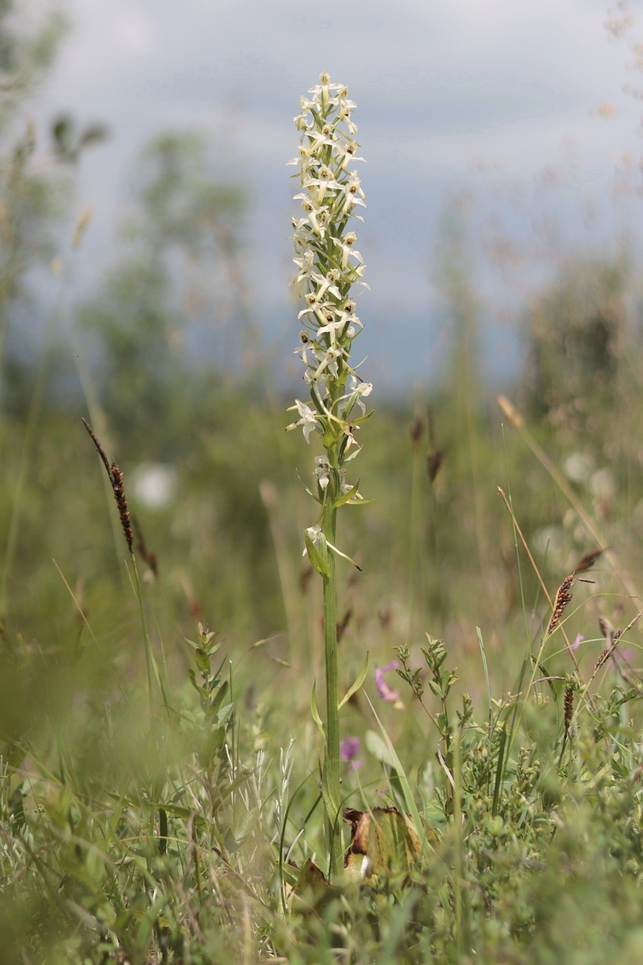 Изображение особи Platanthera chlorantha.