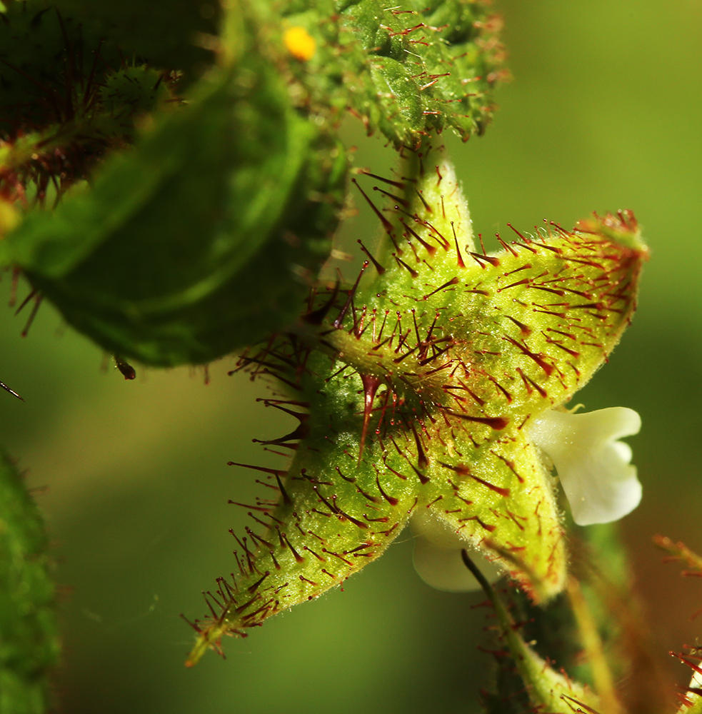 Image of Rubus komarovii specimen.