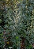 Cannabis sativa variety spontanea. Цветущее растение. Оренбургская обл., г. Орск, у дороги. 03.07.2023.