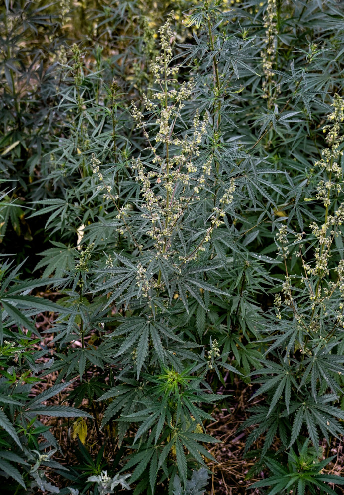 Image of Cannabis sativa var. spontanea specimen.