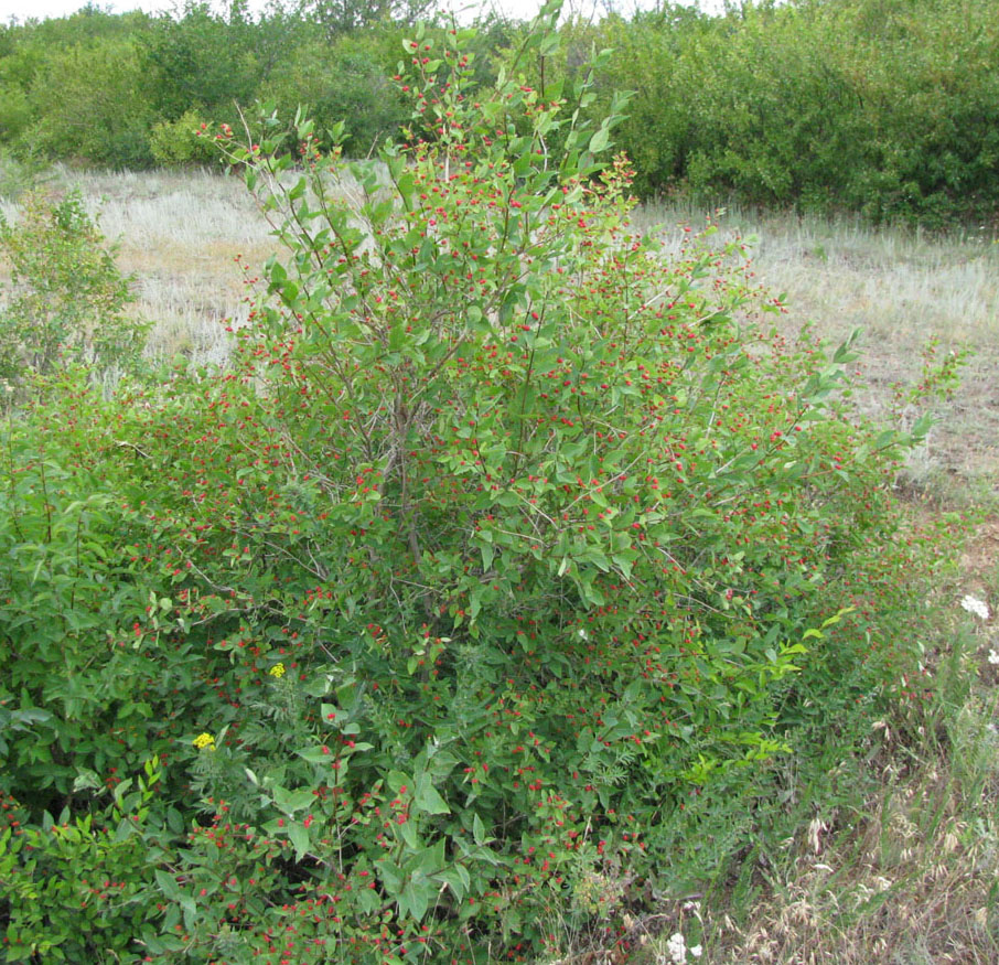 Image of Lonicera tatarica specimen.