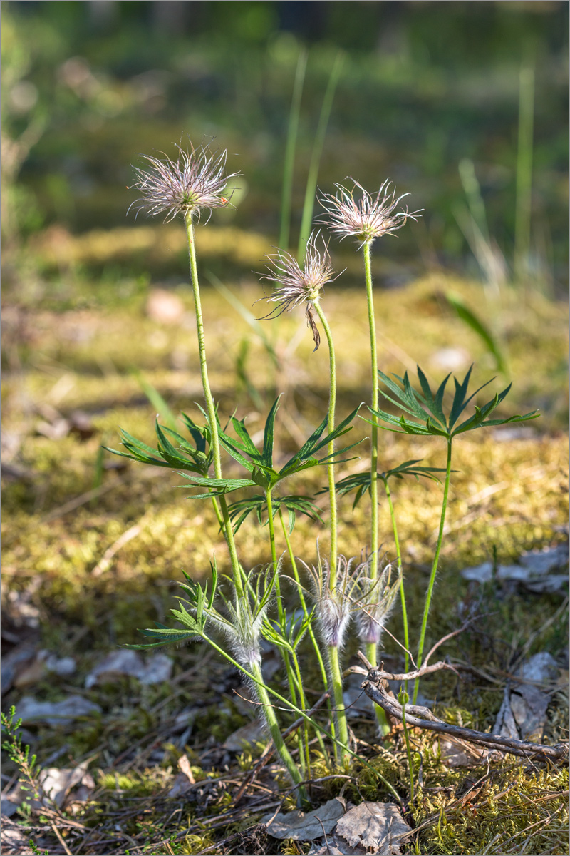 Image of Pulsatilla pratensis specimen.