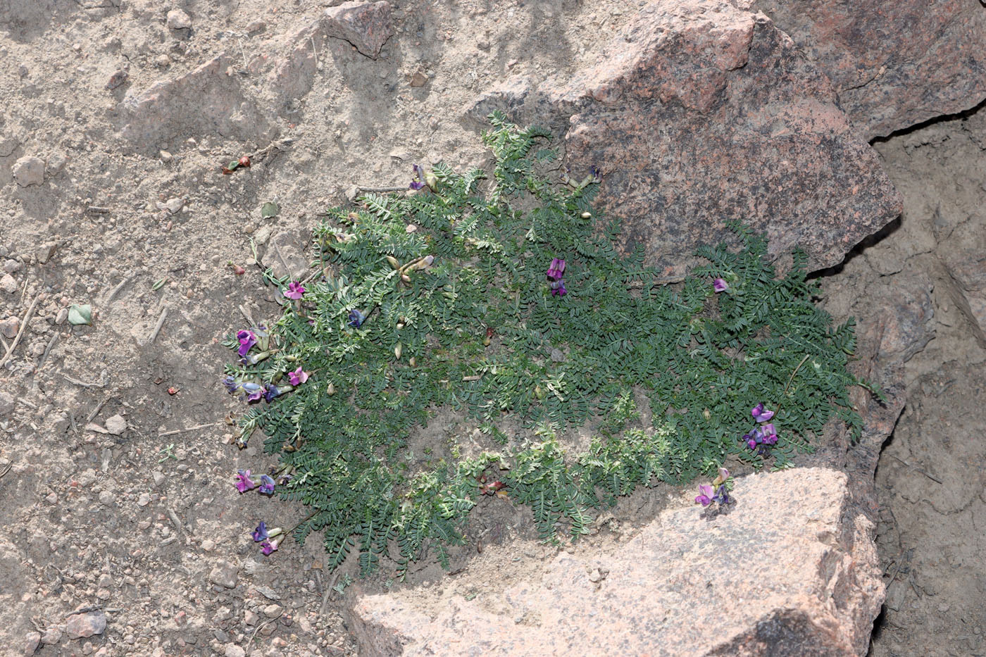 Изображение особи Oxytropis savellanica.