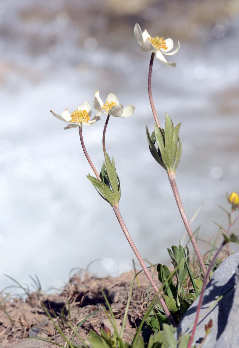 Image of Anemonastrum protractum specimen.