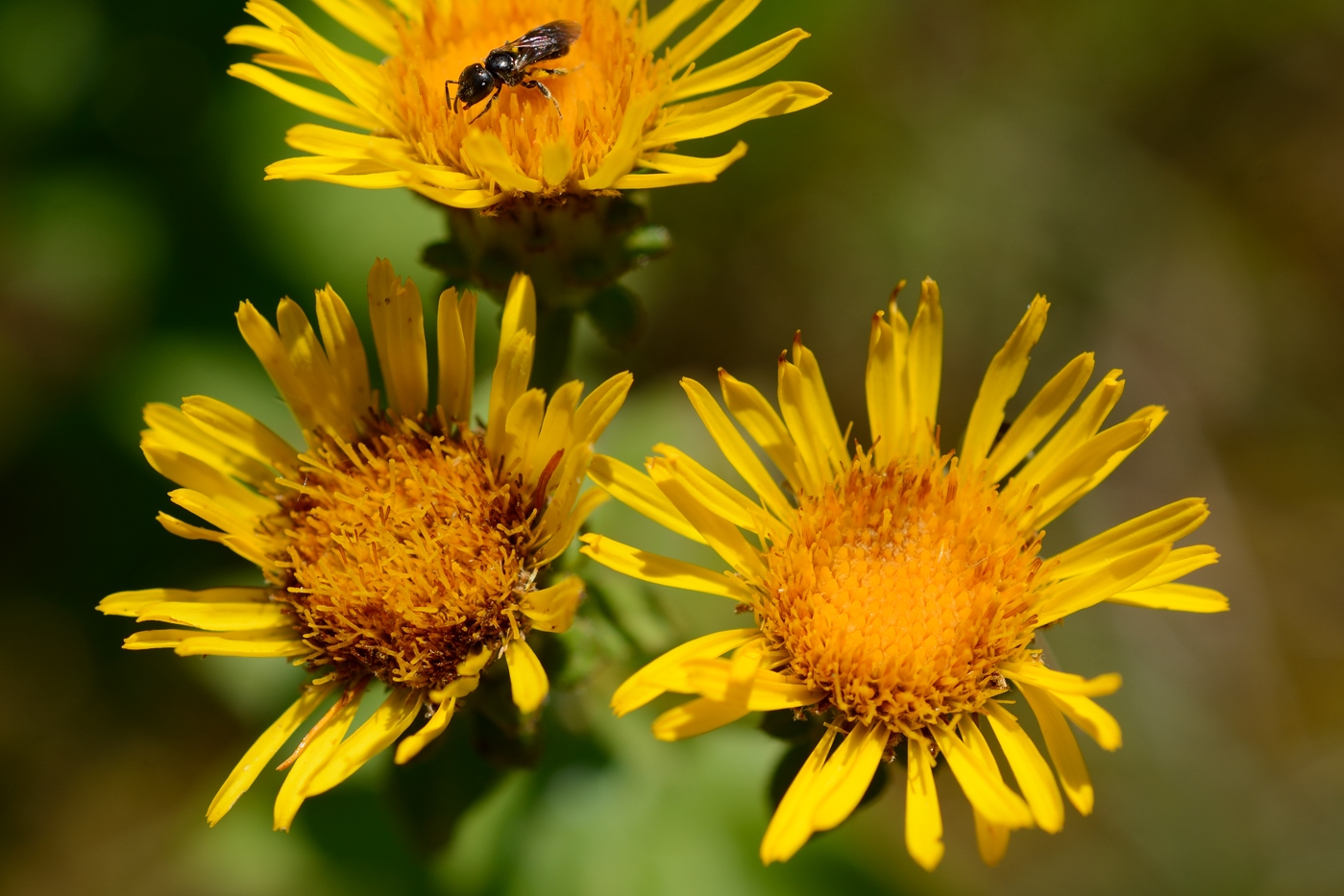 Изображение особи Inula aspera.