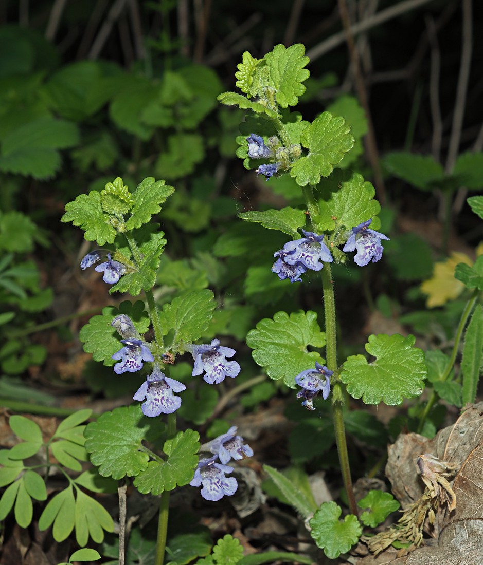 Изображение особи Glechoma hederacea.