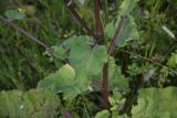 род Arctium. Средняя часть растения. Чечня, Шаройский р-н, юго-восточный склон горы Чархунышкорт, выс. 2100 м н.у.м, граница дороги и луга. 7 августа 2023 г.
