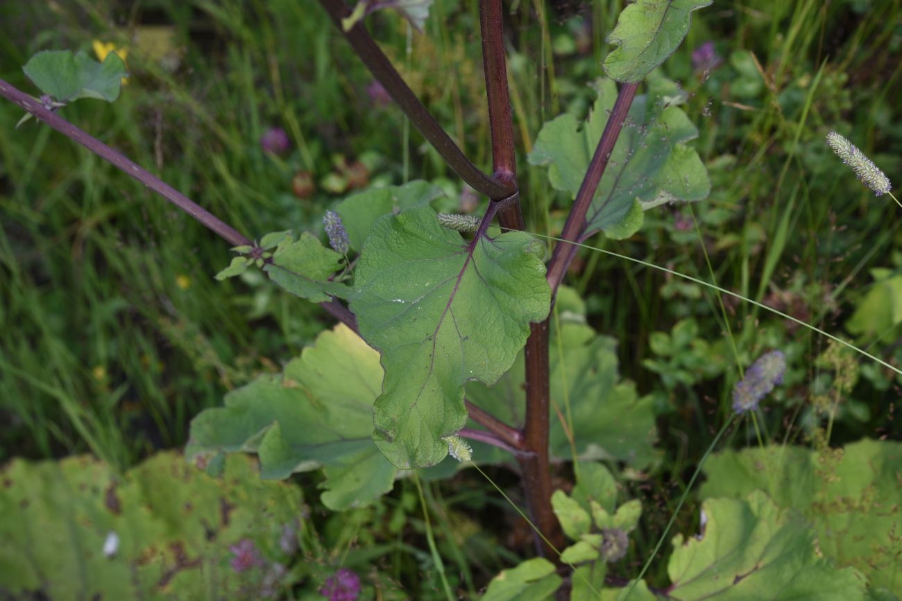 Image of genus Arctium specimen.