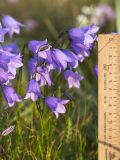 Campanula rotundifolia. Цветки. Мурманская обл., п-ов Средний, побережье Большой Волоковой губы, разнотравный приморский луг. 12.07.2023.