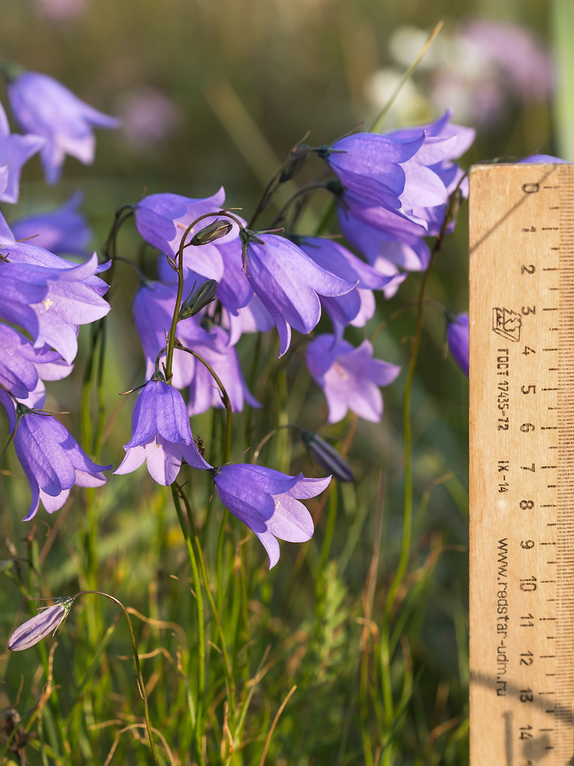 Image of Campanula rotundifolia specimen.