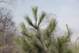 Pinus peuce. Верхушка молодого растения. Владивосток, Ботанический сад-институт ДВО РАН. 26 апреля 2009 г.