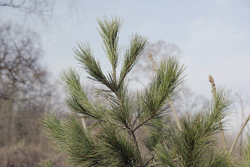 Изображение особи Pinus peuce.