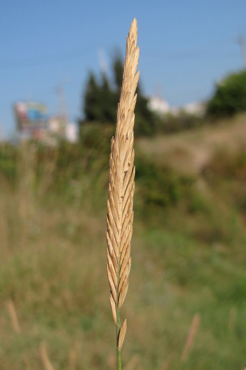 Image of Elytrigia atherica specimen.