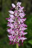 Orchis simia