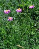 Pyrethrum coccineum