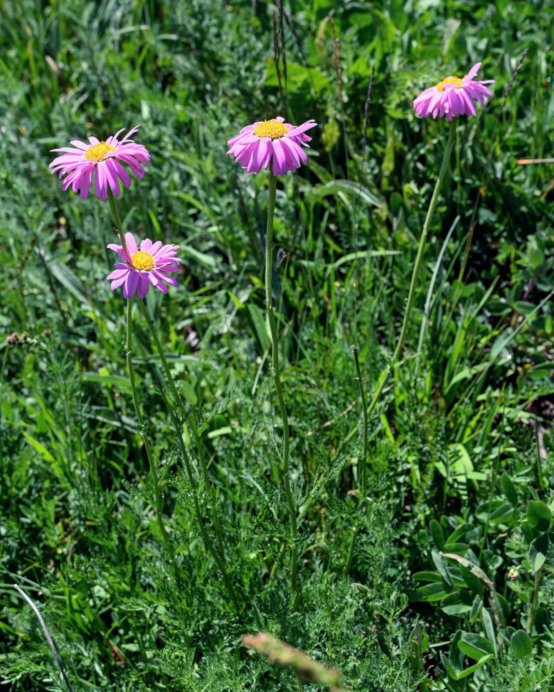 Изображение особи Pyrethrum coccineum.