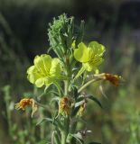 Oenothera depressa