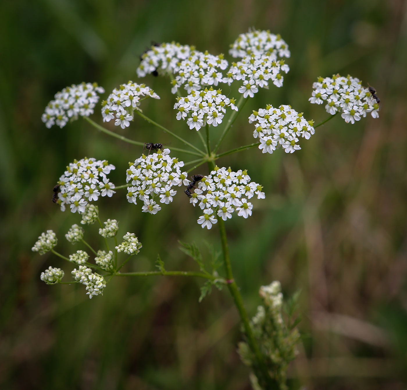 Изображение особи Chaerophyllum prescottii.