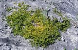 Honckenya peploides subspecies major. Отцветшее растение. Курильские о-ва, о-в Итуруп, Белые скалы, подножие осыпающегося склона, состоящего из пемзы. 23.08.2023.