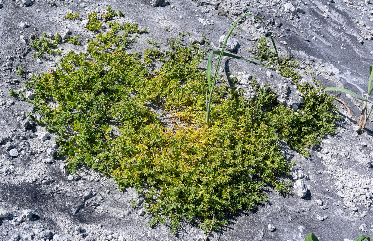 Image of Honckenya peploides ssp. major specimen.