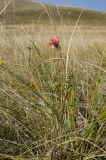 Onobrychis sibirica