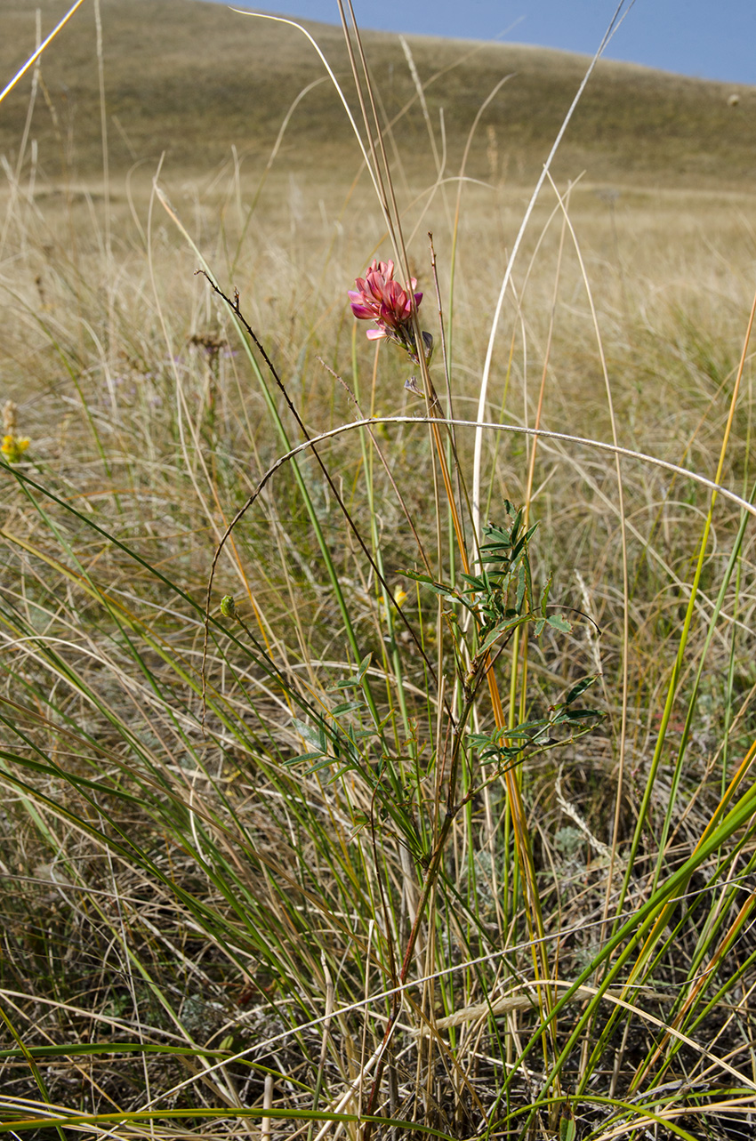 Image of Onobrychis sibirica specimen.