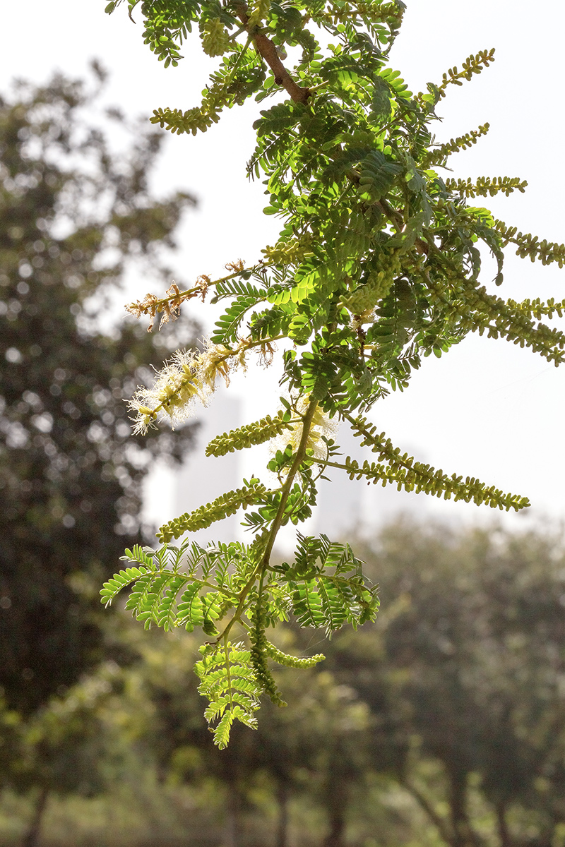 Изображение особи Faidherbia albida.