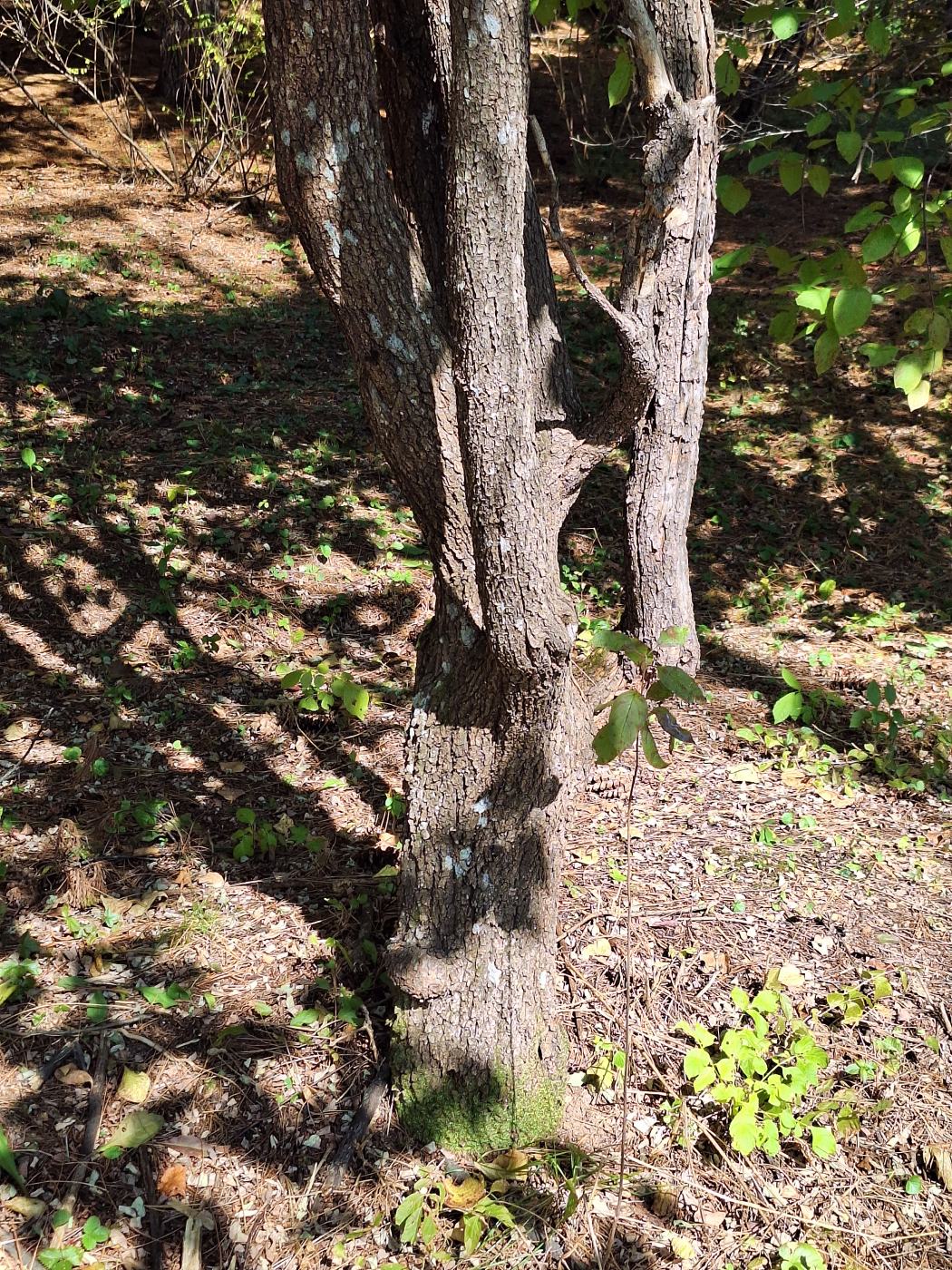 Image of Viburnum prunifolium specimen.