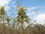 Sideritis montana