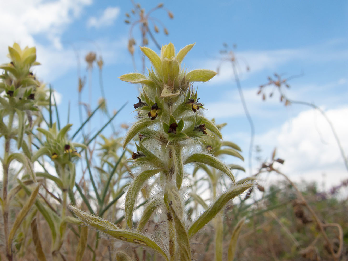 Image of Sideritis montana specimen.