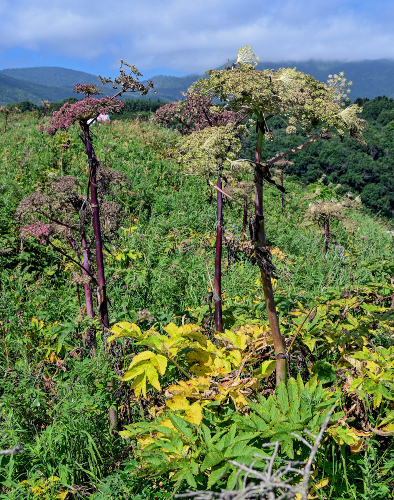 Image of Angelica ursina specimen.