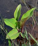 Alisma plantago-aquatica. Вегетирующее растение в сообществе с Equisetum и Poaceae. Дагестан, Магарамкентский р-н, окр. с. Приморский, песчаный пляж, в ручье. 05.05.2022.