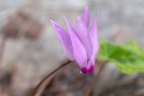 Cyclamen persicum