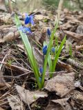 Scilla siberica