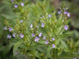 Veronica anagallis-aquatica. Верхушка цветущего растения. Абхазия, Гагрский р-н, с. Лдзаа, сырой луг. 13.04.2024.