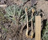 Orobanche amoena