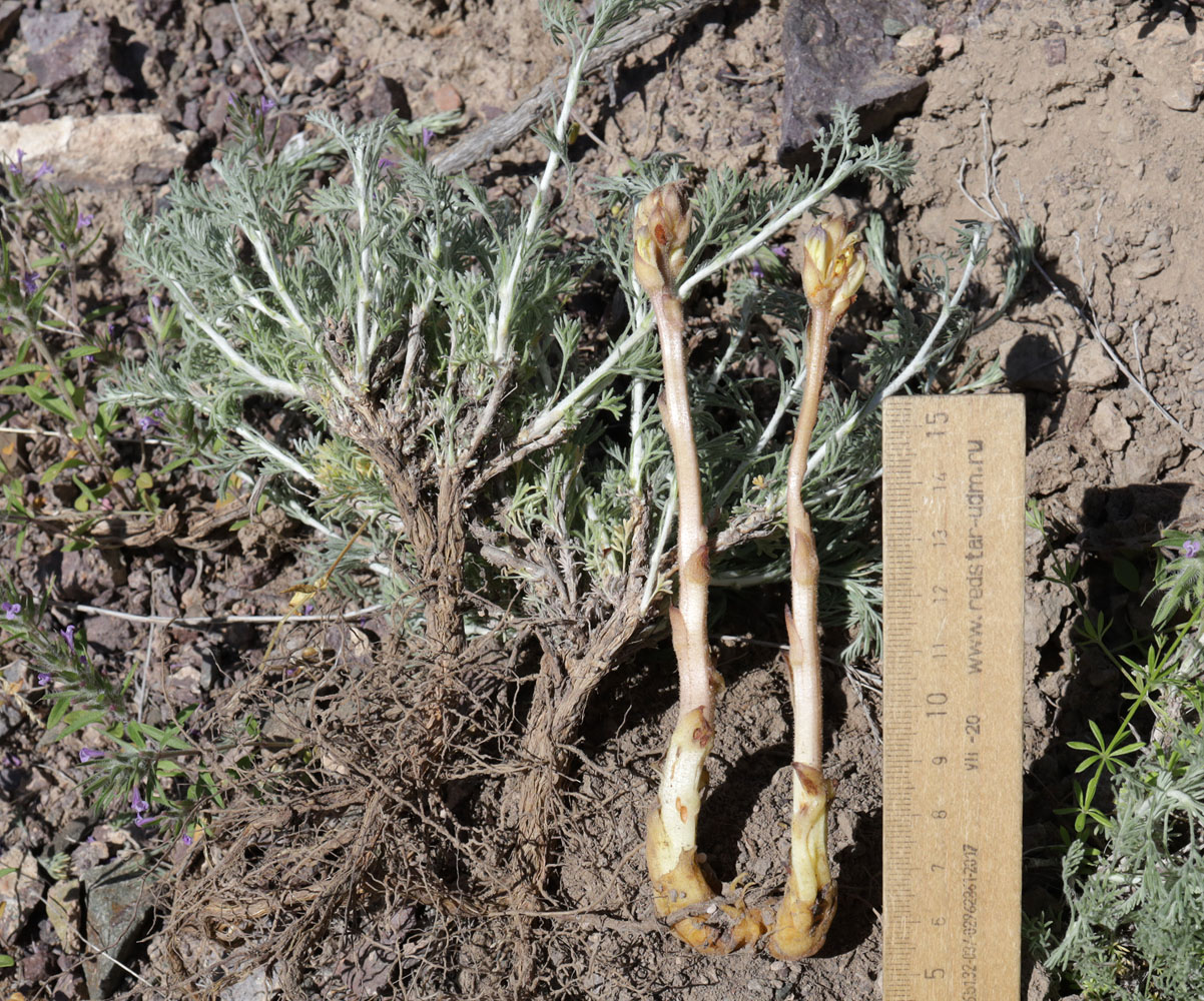 Image of Orobanche amoena specimen.