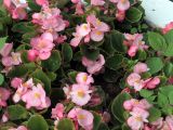 Begonia &times; hortensis