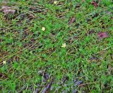 Ranunculus trichophyllus. Обсохшие побеги растения. Ярославская обл., Некоузский р-н, д. Марьино, р. Ильд. 09.07.2008.
