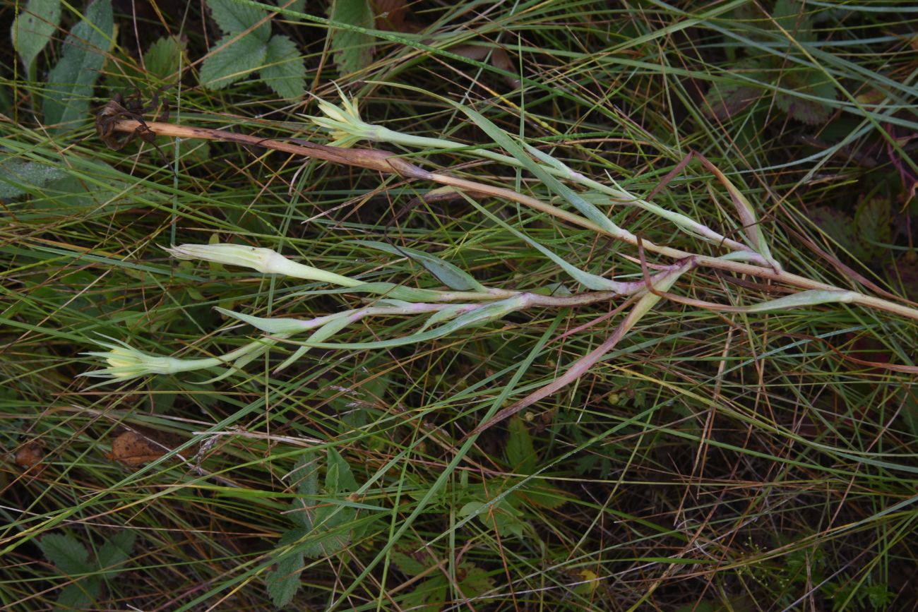Image of Tragopogon dubius ssp. major specimen.