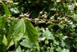 genus Deutzia