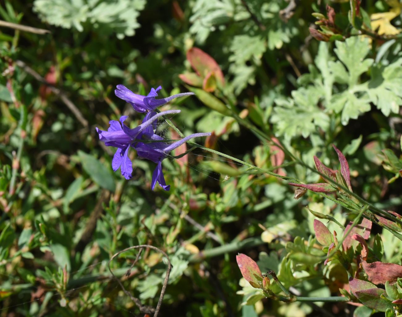 Изображение особи Delphinium consolida.