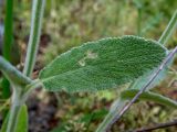 Stachys cretica