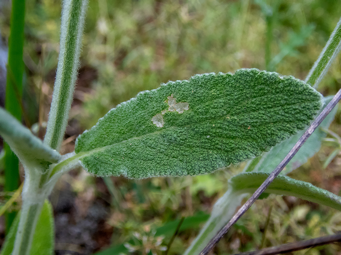 Image of Stachys cretica specimen.