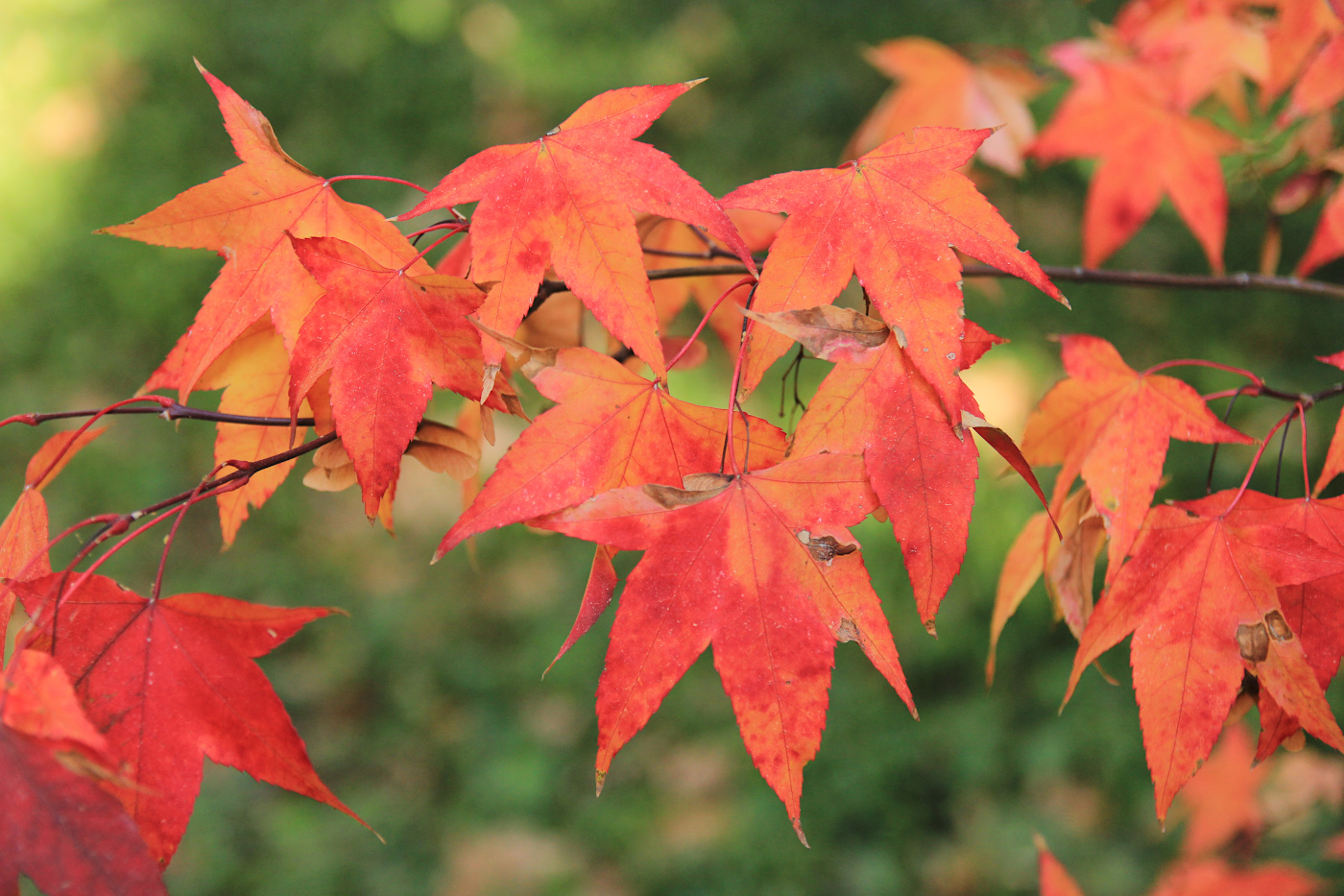 Image of Acer oliverianum specimen.