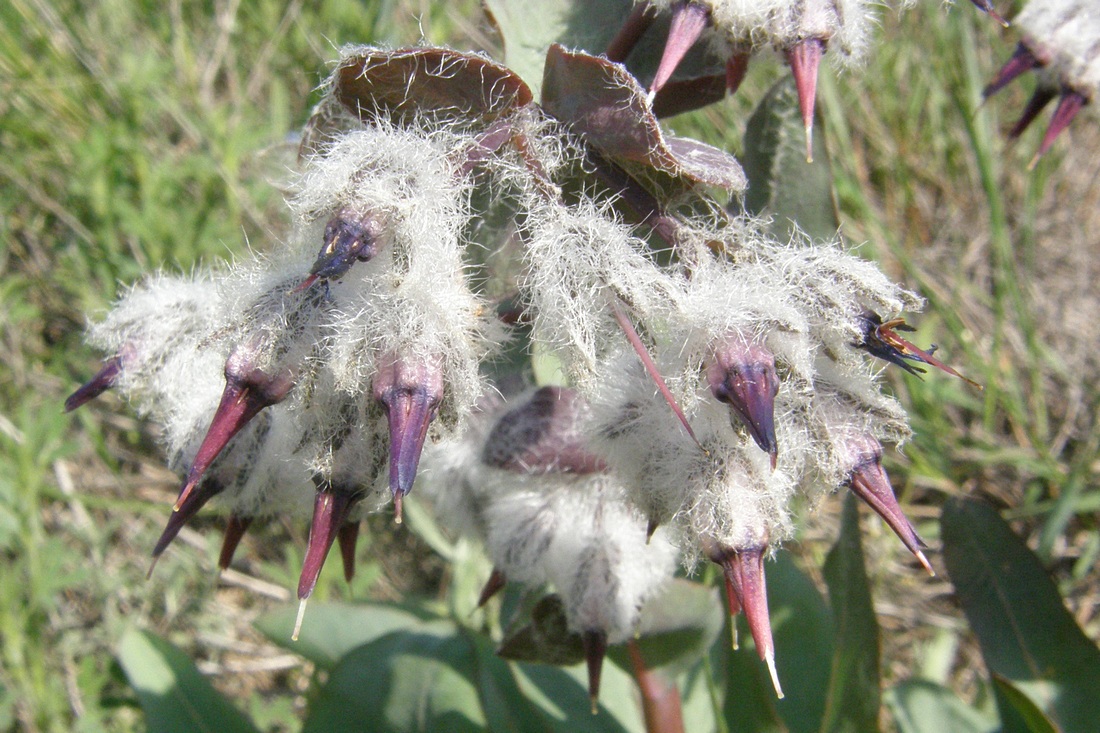 Image of Rindera tetraspis specimen.