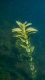 Potamogeton perfoliatus