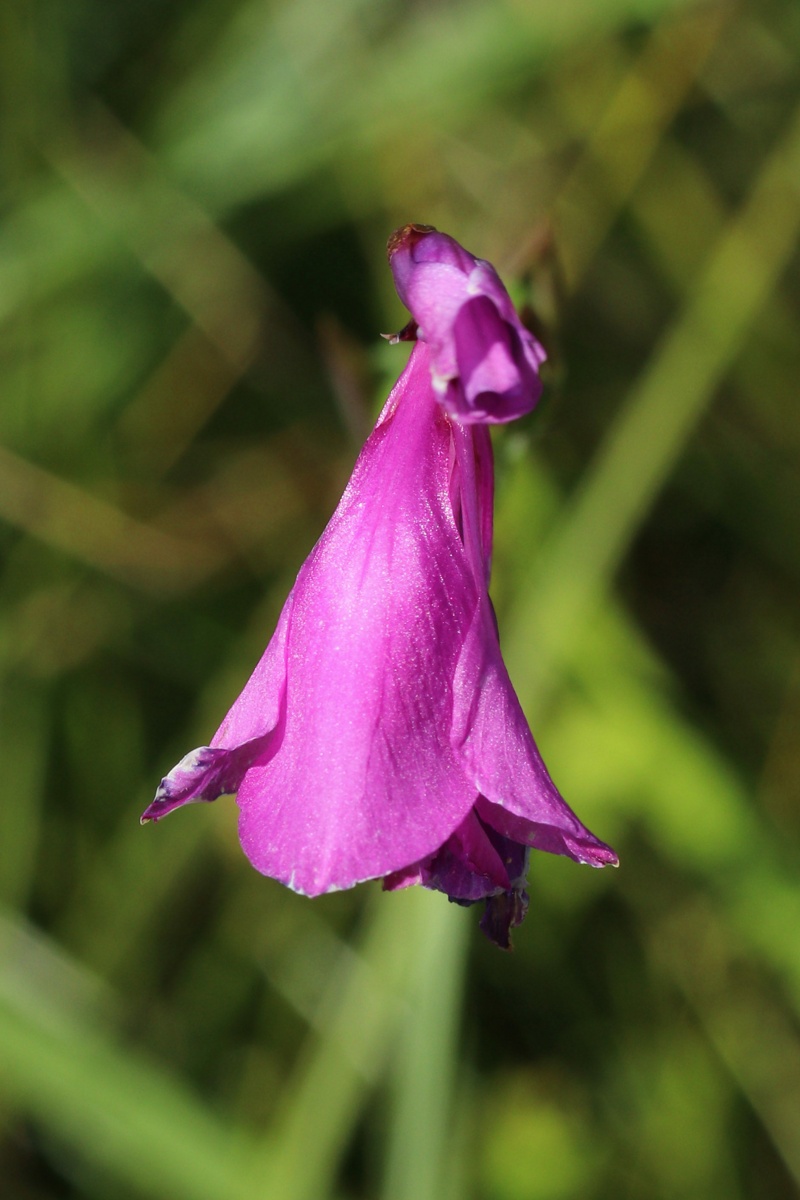 Изображение особи Gladiolus imbricatus.