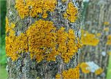 Xanthoria parietina