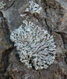 Physcia stellaris
